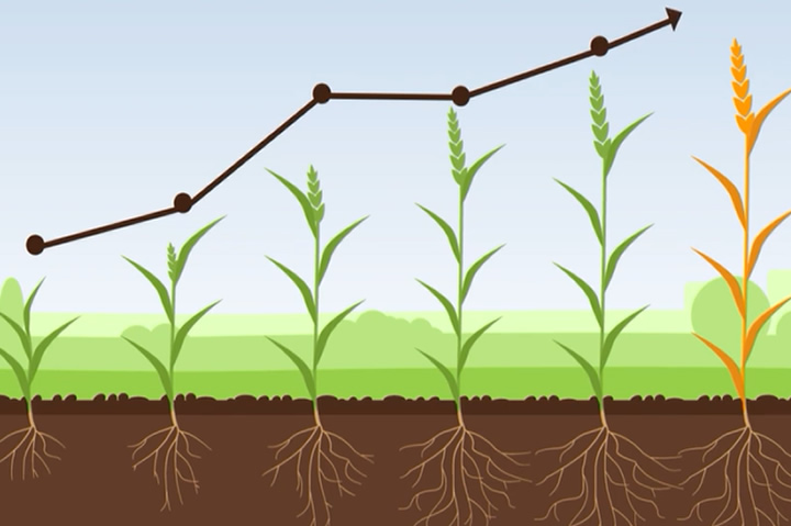 biostimulanten