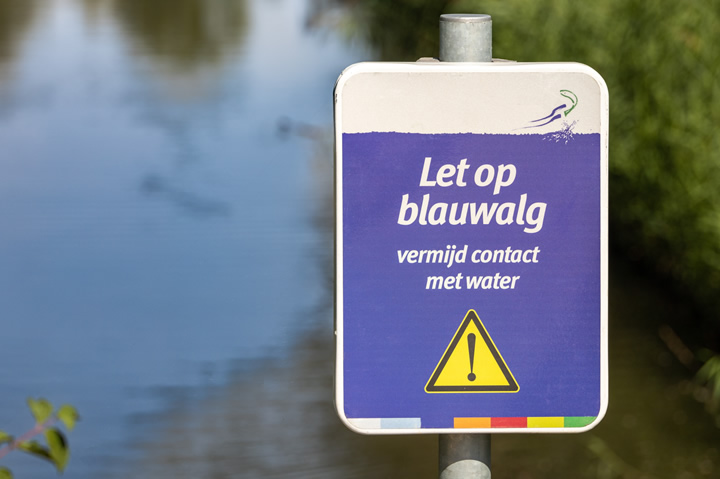 blauwalg