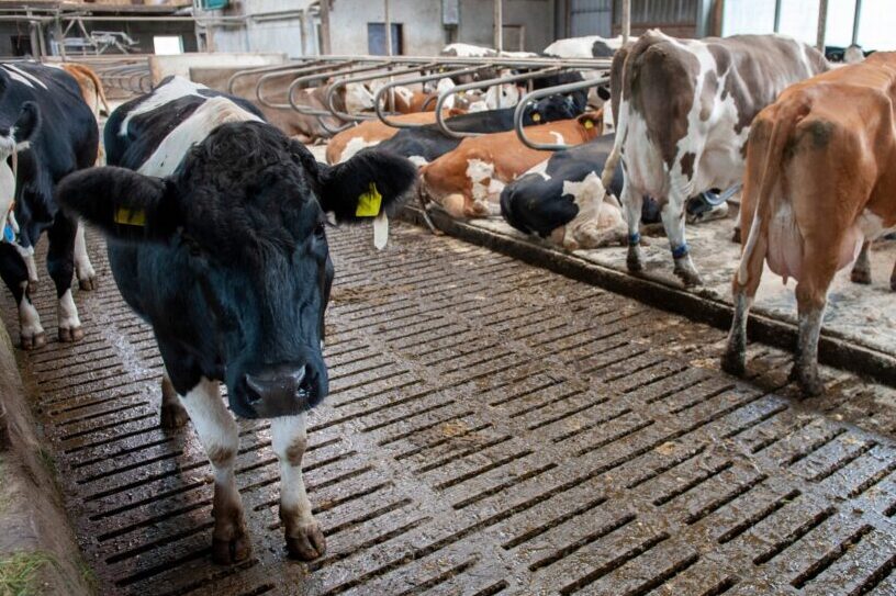 Cows,In,A,Cowshed,On,A,Dutch,Farm.