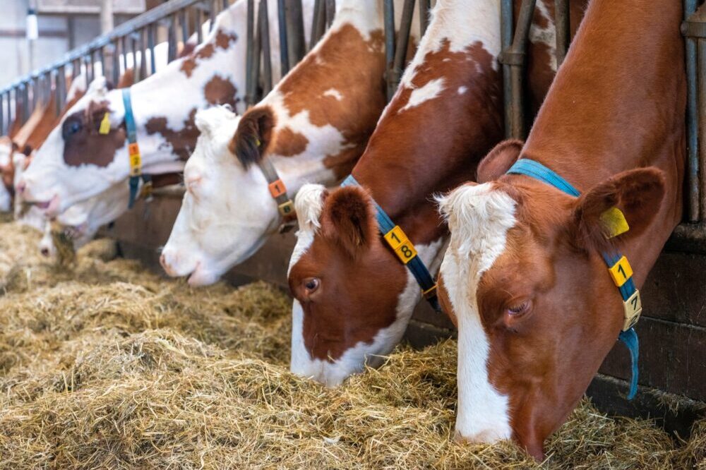 Red,And,Black,Spotted,Cows,Feed,On,Dried,Grass,Inside